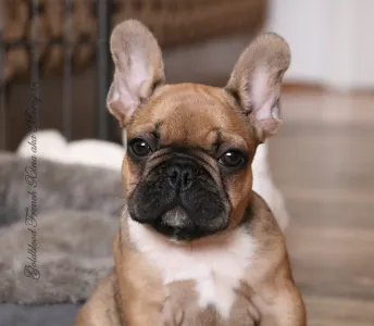French Bulldog - Xina