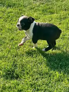 Boston Terrier - Carlito