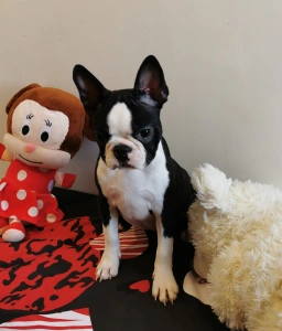 Boston Terrier - Wide Wings Becky