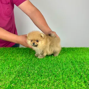Pomeranian - Colby