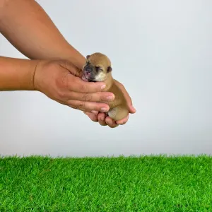 Shiba inu - Vee