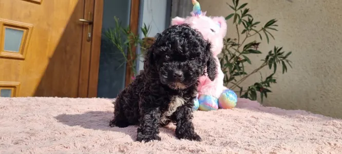 Pudel Toy - Negro