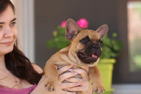 French Bulldog - Uriel