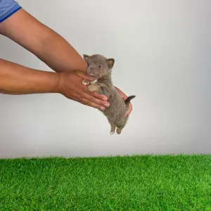 Chihuahua - Henky 