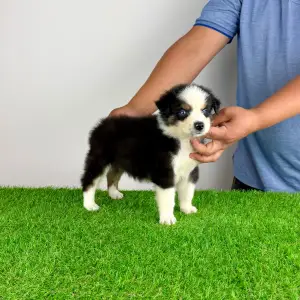 Australian Shepherd - Guru