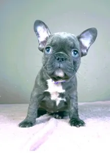 Französische Bulldogge - Siva