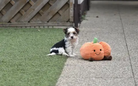 Biewer Yorkshire - Quentina