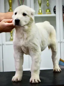 Central Asia Shepherd Dog - Jeges