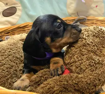 Teckel - Miss Purple