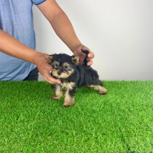 Yorkshire Terrier - Dora
