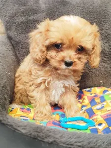Cavapoo - Barack