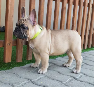 Bouledogue français - Elmo