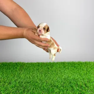 Cavalier King Charles Spaniel - Franky