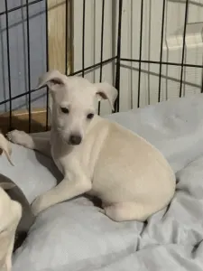 Charcik włoski - Yolanda