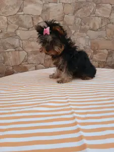 Yorkshire Terrier - Tina