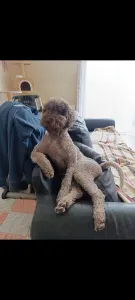 Lagotto romagnolo - Best Hun-ter World Hugo