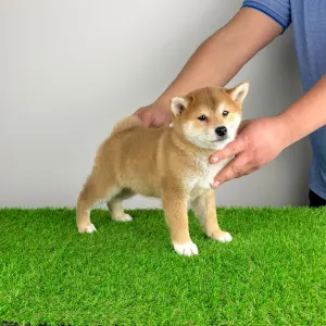 Shiba Inu - Mata