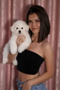 Bichon Frisé - Lana
