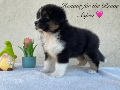 Australian Shepherd - Honour For The Brave Aspen