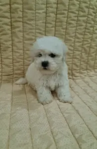 Bichon frisé - Ethan