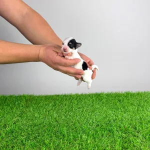 Biewer Terrier - Ola