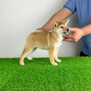 Shiba - Inna