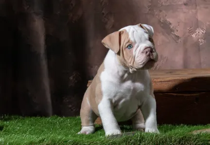 Aмериканский булли -Экзотик - American Bully Hot & Top