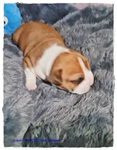 American Staffordshire Terrier - Gangster Bro