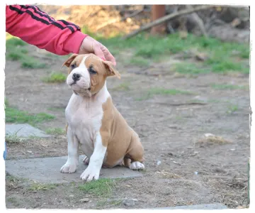 Amerikanischer Staffordshire Terrier - Gangster Bro