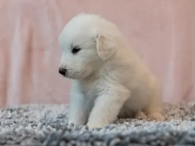 Pyrenean Mountain Dog - Bliss