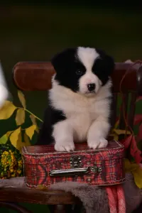 Border Collie - Gingers Heritage Golden Light Of Down