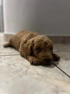 Goldendoodle - Goldendoodle Max