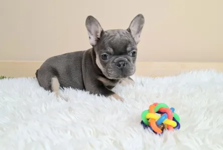 Bulldog francese - Alíz