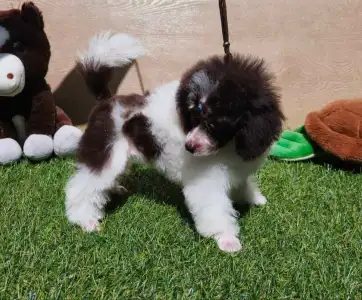 Caniche Nain - Ramy (toy)