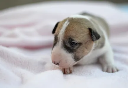 Bulterrier miniaturowy - Juno