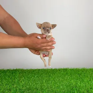 Чихуахуа - Bijou