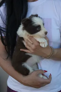 Border Collie - Bordó Nyakörv/ Barna Szuka