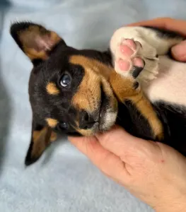Basenji - Boy 1 Trikolor , Name -passed Pawn 