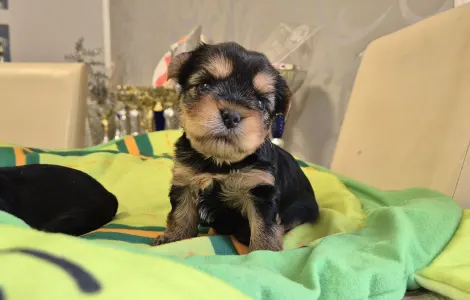 Yorkshire Terrier - Porsche Of Midsummer Nights Miracle 