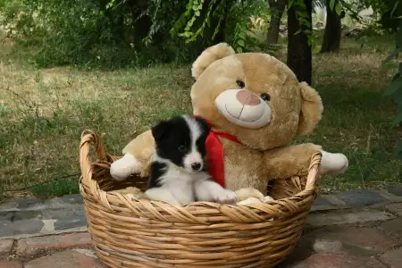 Border Collie - Dazzling Borders Believe In Wonders