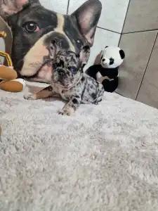 Французский бульдог - Black And Tan Girl