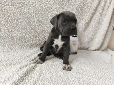 Cane Corso Italiano - Forza Di Diavolo Dorothy