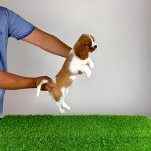 Cavalier King Charles Spaniel - Tabita