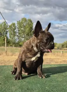 Francia bulldog - Ragnar