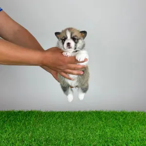Pembroke Welsh Corgi - Zyrus