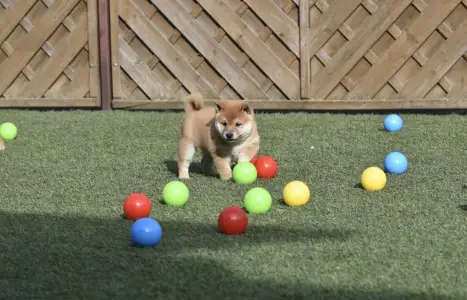 Shiba - Bravados Fumio