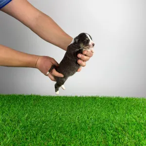 Australian Shepherd - Bigolo