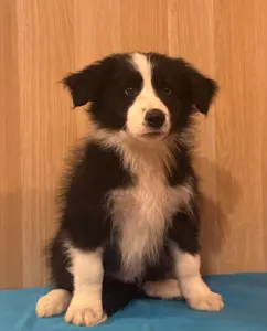 Border Collie - Generico 