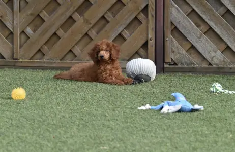 Caniche Nain - Bravados Azur