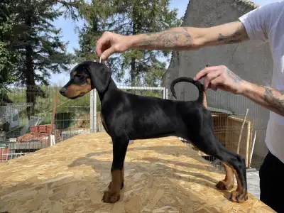 Dobermann - Nagendra Black Dhalia